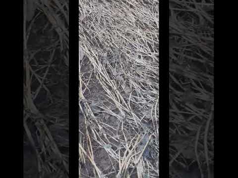 Горчица после зимовки