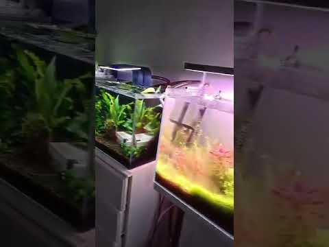 Multi Tank Syndrome 🤑#fishroom #tropicalfish #m 