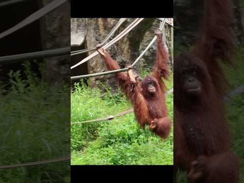 紅毛猩猩の木登りと自然な動きが魅力の台北市立動物園 サムネイル