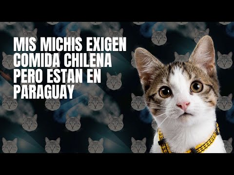 Mis michis exigen comida chilena, pero están en Paraguay