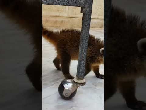 مين بعرف نوع هذه الحيوانات مع العمواسي