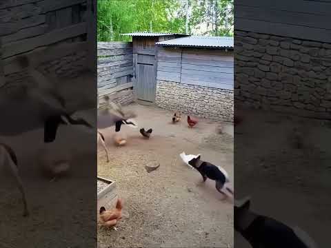 Eagle vs. Fawn: Brave Cat & Dog Save the Day!