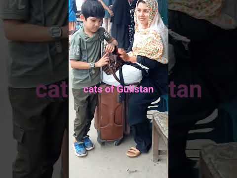 Cats of Gulistan