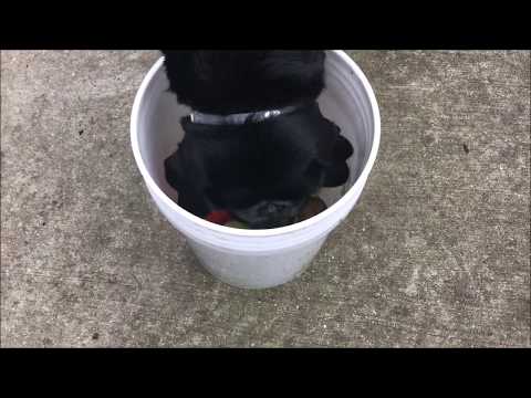 Smartest dog in the park...Stinson and the Bucket