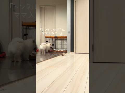 ポメラニアンまめこの夜 #dog #ポメラニアン #癒し