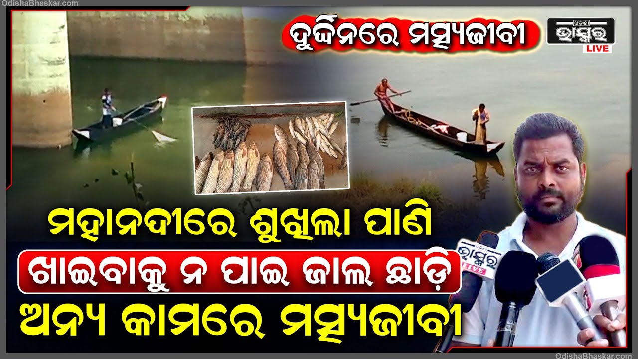 ଖରା ଆରମ୍ଭରୁ ଶୁଖିଲାଣି ମହାନଦୀ, ଯାହାପାଇଁ ବଢି ବଢି ଯାଉଛି ମତ୍ସ୍ୟଜୀବିଙ୍କ ଦୁଃଖ, ପେଟ ପୋଷିବା ପାଇଁ ଜାଲକୁ ଛାଡି..