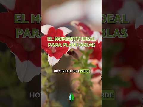 🌸Cómo plantar petunias para que florezcan más y más grandes