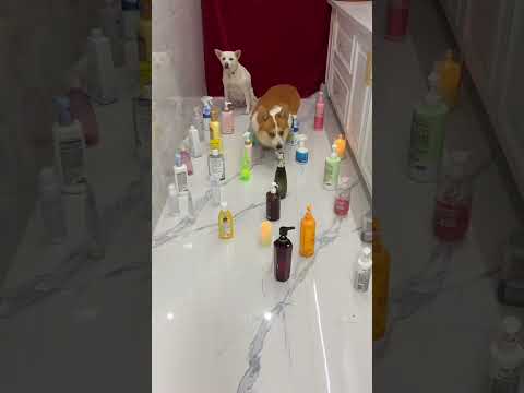 Obstacle course challenge: 2 pros and 1 "chaos <strong>agent</strong>"! 🐕🐈🤭 #shorts #dog #cute