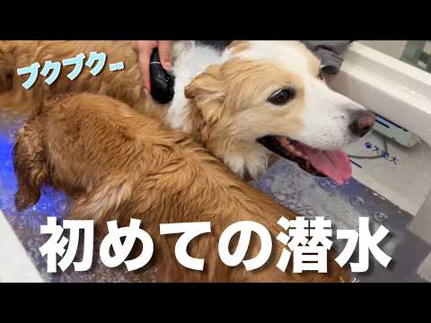 お散歩と思いきやシャンプーに反応する犬の驚きの表情【ボーダーコリー・ゴールデンレトリバー】 サムネイル