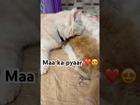 “Maa ka Pyar | Cat Feeding Her Baby | Heart Touching Moment 🐾❤️”#viral #trending #shorts #catlove