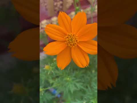 ផ្កាស្បៃរឿង Beautiful flowers 🌼 #flowers #beautiful#shorts