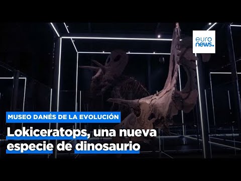 El Museo danés de la Evolución expone Lokiceratops, una nueva especie de dinosaurio