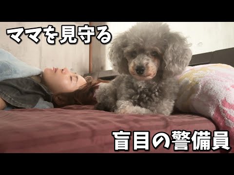 目が見えなくたってママを守る警備はできるんだから！！いつも見てくれている視聴者様へ