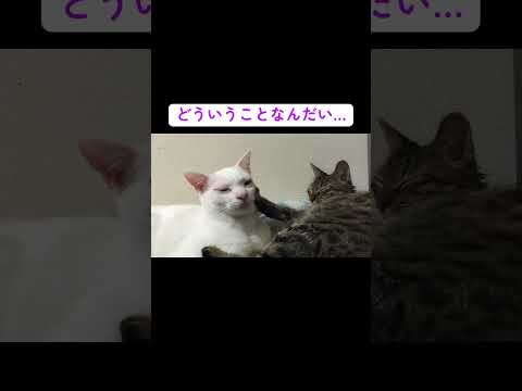 しつこいグルーミングをした後に蹴られて落ち込むウチューネコ #cat #猫 #ねこ #animal #cute #猫のいる暮らし #shorts