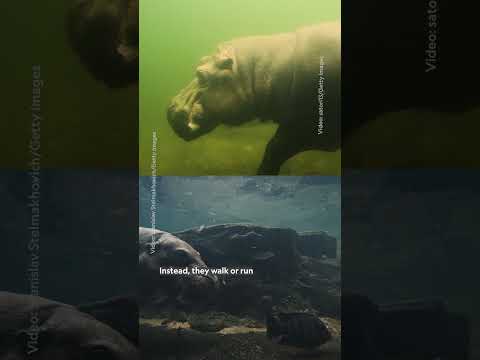 5 surprising facts about hippos! 🦛 #NationalGeographic #Hippopotamus