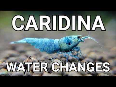 The Only Video You Need To Watch About Caridina Sh #aquarium #nature #shrimptank 

Water changes are very important for maintaining a healthy shrimp ta