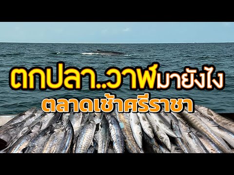 ตลาดเช้าศรีราชาถูกไหม|มาตกปล