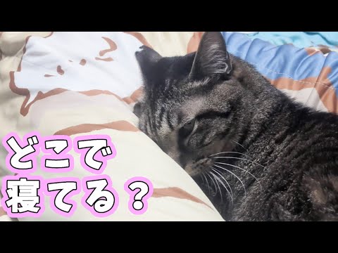 パパが大好きな猫ちゃんのお気に入りのお昼寝場所は…?甘えん坊ガーちゃんの添い寝【リキちゃんねる 猫動画】 キジトラ 猫のいる暮らし