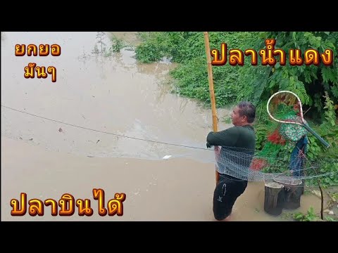 ยกยปลาขึ้นน้ำใหม่ปลาบินได้1