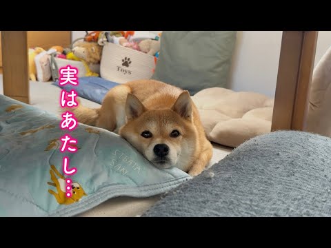 毎年この時期は心配が尽きない柴犬が可愛い