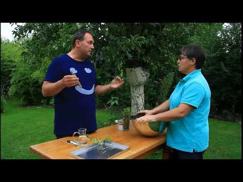 LE BOUTURAGE DES ROSIERS