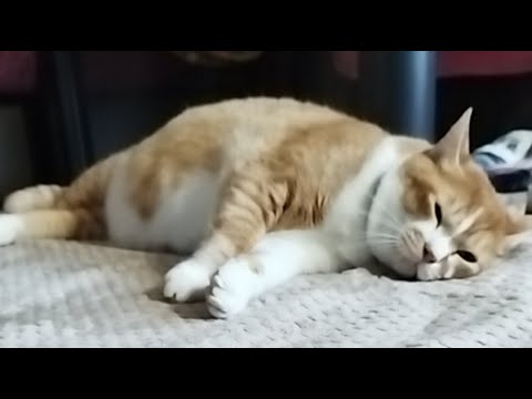 ぼーちゃんのライブ配信（2025年9月26日）猫のかわいさを楽しもう サムネイル