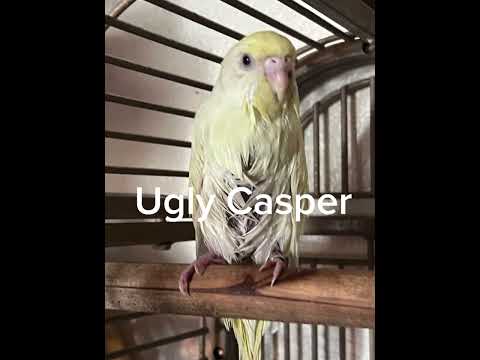 Daily dose of budgie 1