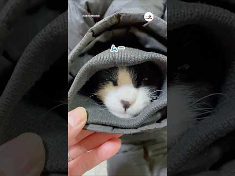 ムー君がパパの袖に入り込むほっこり動画の魅力 サムネイル