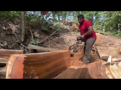 Cómo usar una Motosierra como un pro.