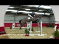 Show jumping horse Showjumpers  - Youhorse.auction