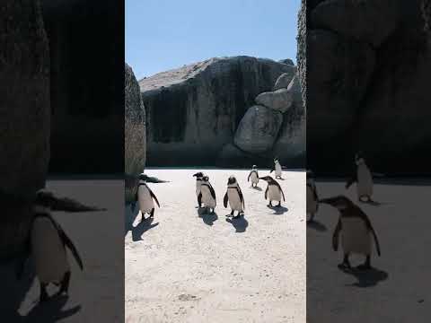 Penguin #shorts