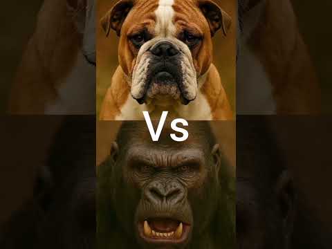 #animals #lion #bigcat #wildlife #blackpanther #북극곰 #동물 #wolf #polarbear #tiger