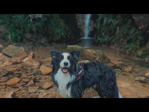 愛犬と川に行ったら遊び方が完全に人間の5歳児でびっくりしました…【ボーダーコリー】