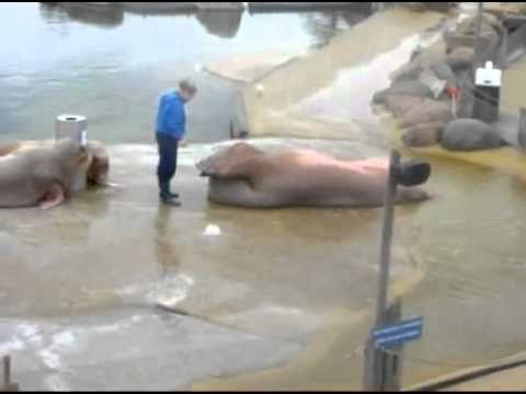 Walrus Does Sit-Ups To Eye of the Tiger Theme