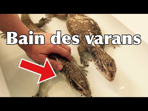 Bain - projet - nouvelles de mes varans