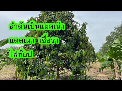 แนวทางป้องกันทุเรียนลำต้นเป็นแ แนวทางป้องกันทุเรียนลำต้นเป็นแ