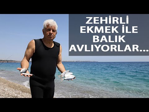 Konyaaltı Sahili’nde ‘Zehirli Ekmek’ İle Balık Avı