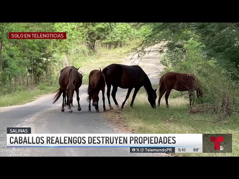 Reclaman acción por manadas de caballos en Salinas