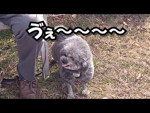 ウチのヘタレ犬が旅先でもヘタレ全開だった（涙）