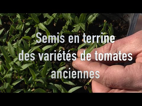 Semer des variétés anciennes de tomates