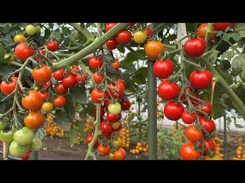 トマトの花が咲いても実らない時はコレやると収穫量が増えます！【トマト栽培】25/7/5