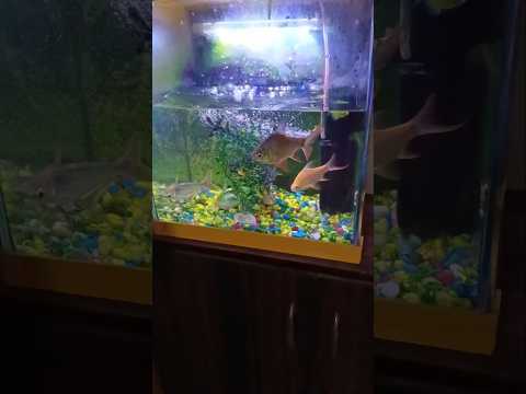 #fish#aquarium #music #remix #electronicmusic 🐠🐠🐠🐠🥰😍😘🙏🙏