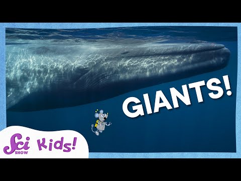 Real Life Giants! | SciShow Kids Compilation
