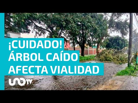 Árboles caídos dejan afectaciones a viviendas y servicios en Naucalpan