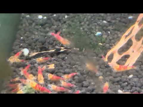 Calceo shrimp Colony in a ten gallon aquarium