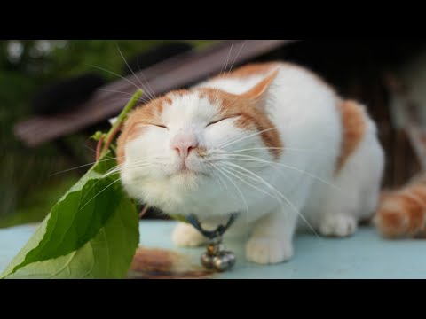 マタタビの葉とちろ：猫との癒しの関係 サムネイル