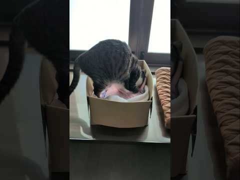 猫の長いふみふみ🐱 - Cats kneading a bed for a long time - #shorts #cat