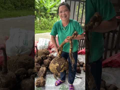 Cục Vàng Khổng Lồ #vang #khonglo #ngu #matngu #thaoduocdantoc #balaithaoduocdantoc