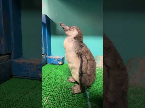 ウトウトしています！ゆっくり休んでください！#shorts