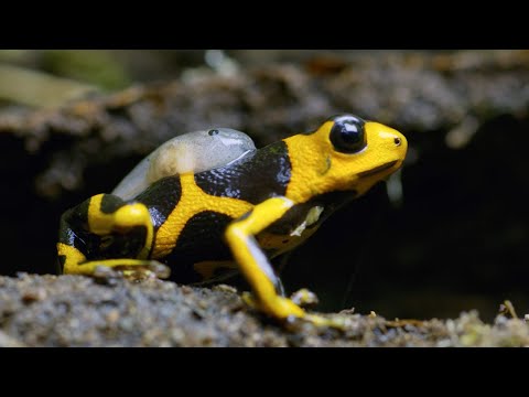 Being a Poison Dart Frog Parent is HARD | 4K UHD | Seven Worlds One Planet | BBC Earth